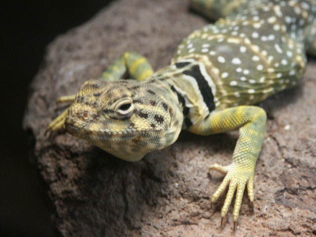 male c. baileyi (western)