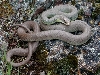 Yellow-Bellied Racer