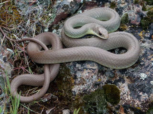 Yellow-Bellied Racer
