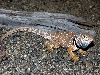 Mojave Black Collared lizard