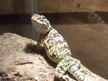 gravid C. collaris