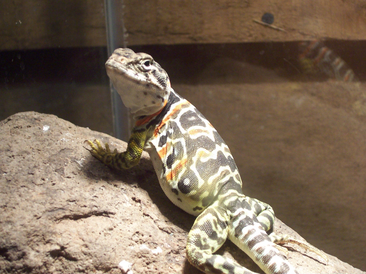 gravid C. collaris