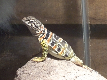 gravid C. collaris