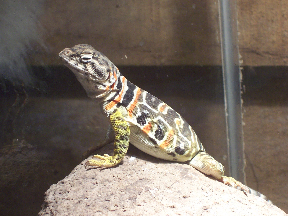 gravid C. collaris