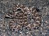 Great Basin rattlesnake