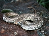 juvenile ?