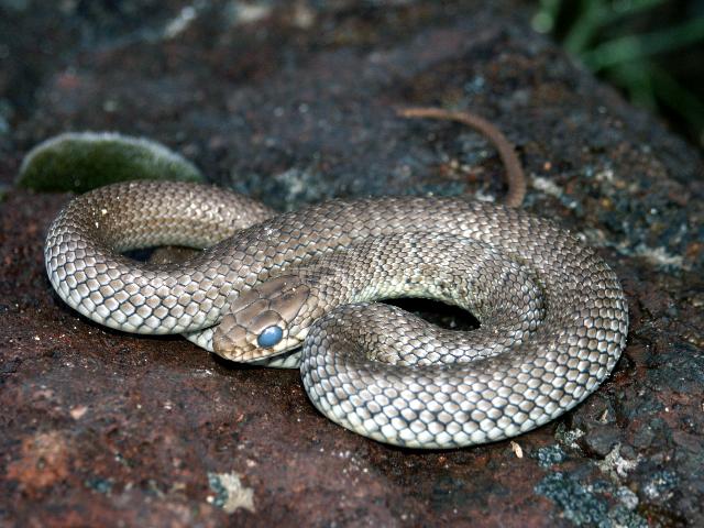 juvenile ?