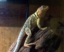 Male C. colllaris