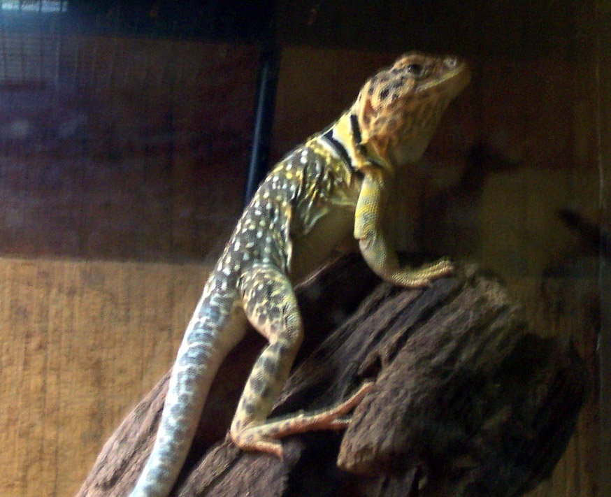 Male C. colllaris