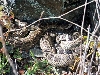 viridis oreganus den