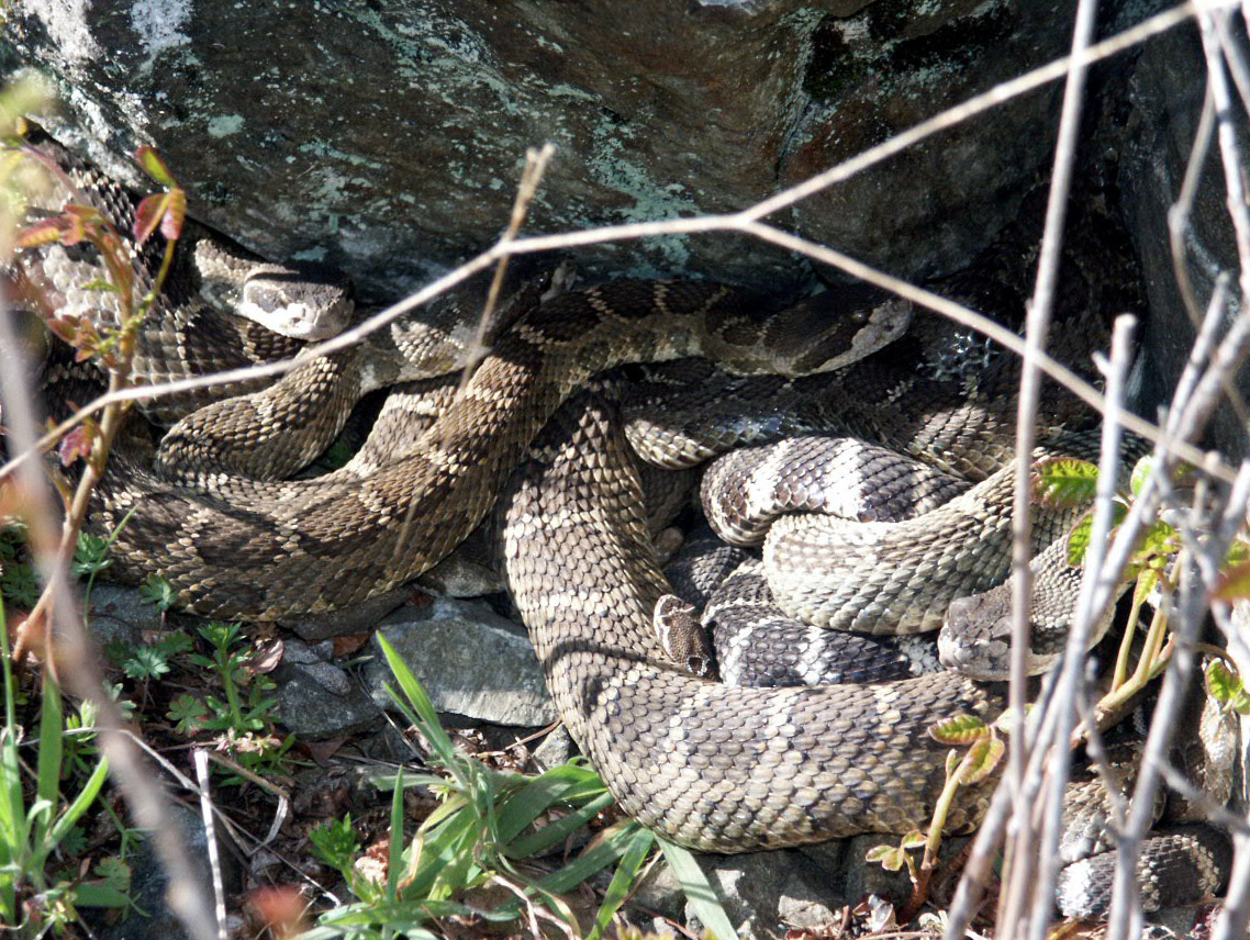 viridis oreganus den
