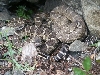viridis oreganus