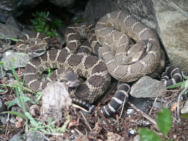 viridis oreganus