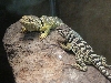 C. baileyi pair (western)