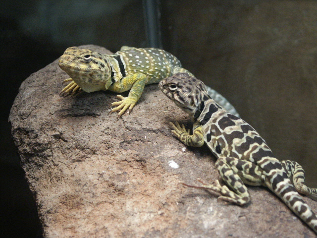 C. baileyi pair (western)