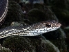 Striped Whipsnake,head shot,Oregon