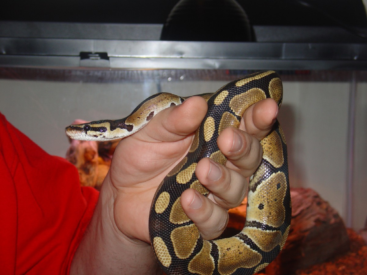 This is Dagon