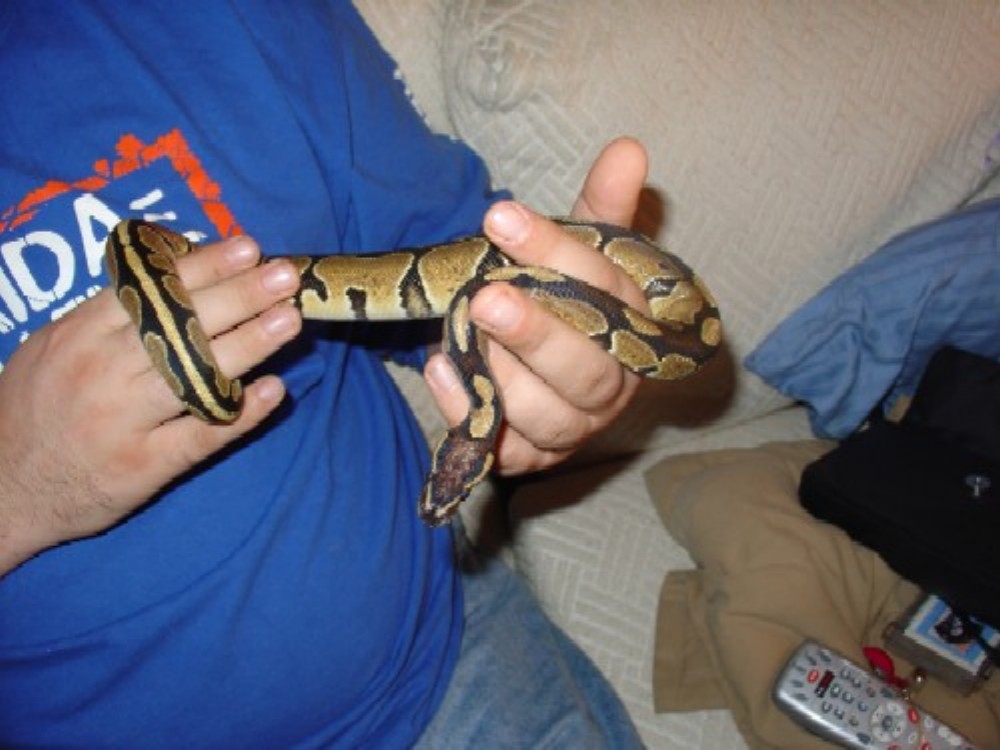 New post shed of Dagon