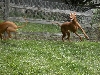 Koby is still very active at 8 years old
