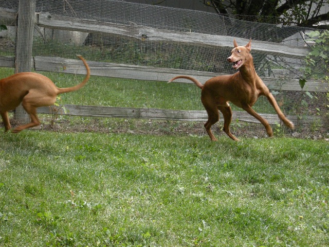 Koby is still very active at 8 years old