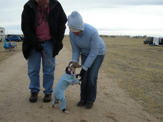 Darci and the Italian Greyhound match