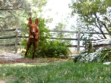 Sofia's jumps