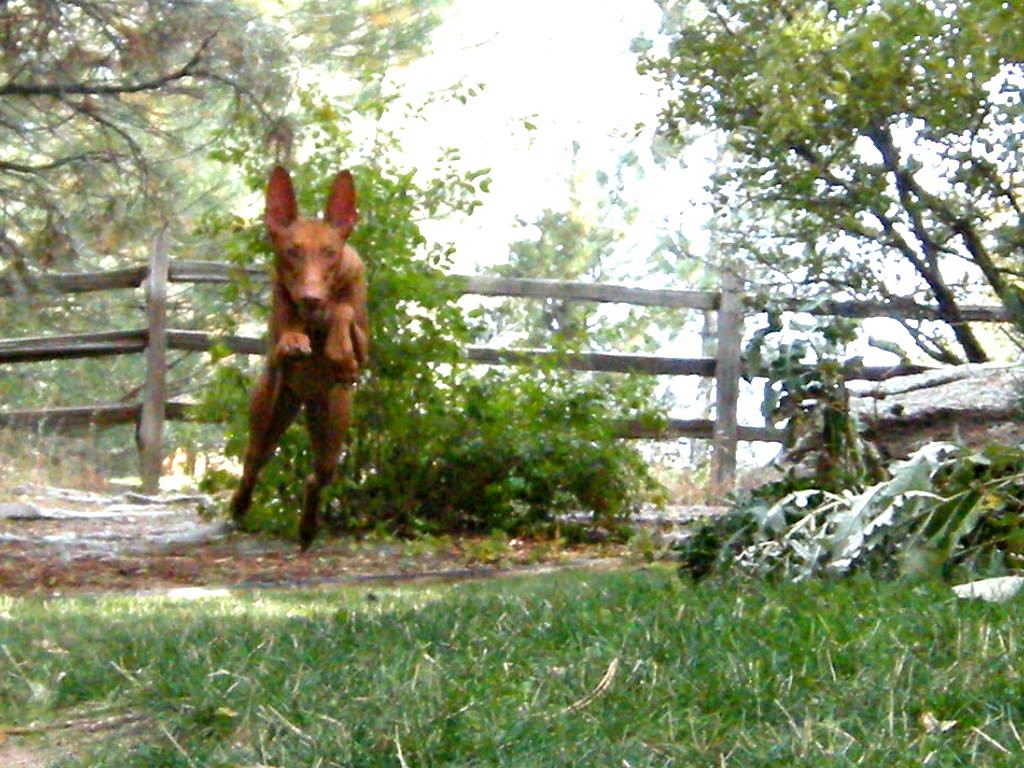 Sofia's jumps
