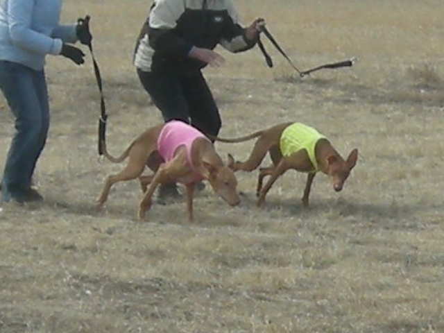 Sofia is learning from Kaba