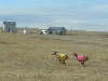 Kaba & Sofia enjoying the Colorado prairies