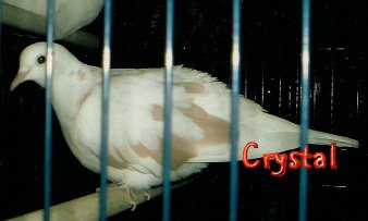 Crystal