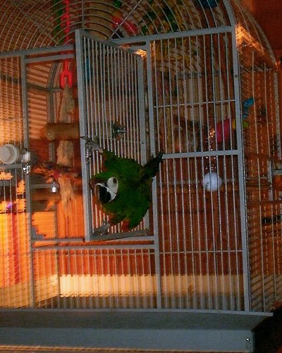 Rocky, Just a Swingin