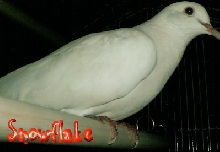 Snowflake