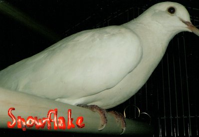Snowflake