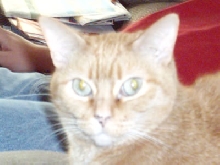 Lucy 1