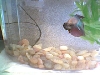 Killer the Betta Flaring!
