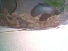 Killer the Betta 1