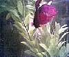Flare the Betta 1