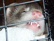 Felix teeth