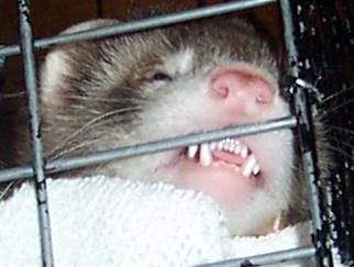 Felix teeth