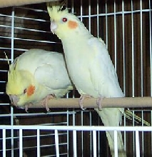 Perry and George