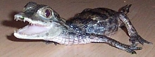 caiman