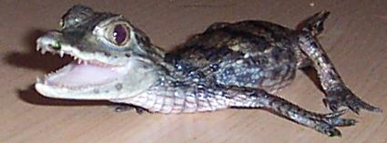 caiman