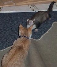 felix vs wiggles