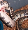 ball python