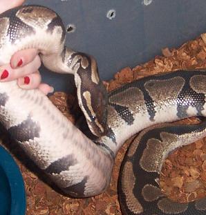 ball python
