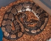 ball python
