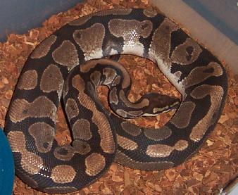 ball python