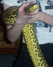 oliver