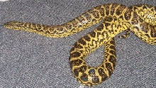 conda