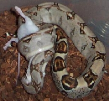cuddles eating